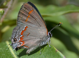 Red-banded Hairstreak